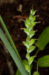 Lined sedge